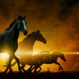 MAHŞERİN DÖRT ATSIZLARI