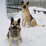 Жизнь Герды и её семьи🐶🐕