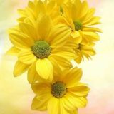 🌷الداعيـ💫ـات الى الله🌷