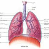 Respiratory system