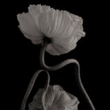 Bloom in love