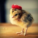 Açelya Kuvvetleri Komutanlığı 🇹🇷🇹🇷