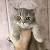 Котята манчкин❤ питомник King's Way