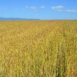 Минсельхоз Забайкалья