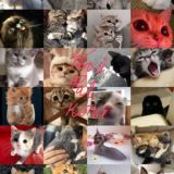 Твой фав - котик