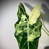 MyAlocasia