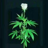 👿Tawkenskie🔥🚭