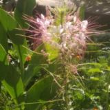 🔊👥Biologiya med way👍🔊