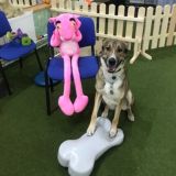 Приютский нос 🐶 Chat
