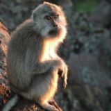 сансара катаны