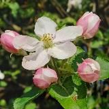 Wildkräuter&Heilpflanzenwissen 🌱🍃🌿