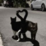 Котики 💗