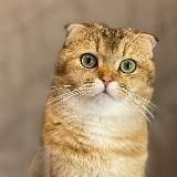 🐾 𝐆𝐮𝐜𝐜𝐢&𝐓𝐢𝐟𝐟𝐚𝐧𝐲 🐾