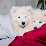 Крошки в постели