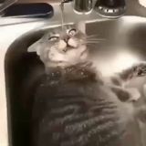 English in the World