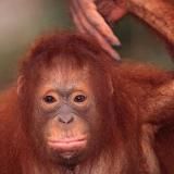 АндрБолльница