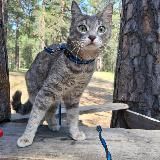 Домашние питомцы😻