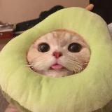 Трэш ММА и Бокс