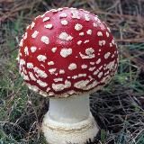 Биорезонансные приборы и устроства Самодиагностика