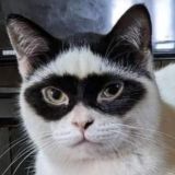 Санкционочка