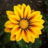 ДСО 31 Цветы Старый Оскол