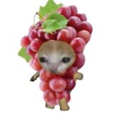 Пиар чат от Сандры