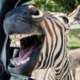 Zebra Fun