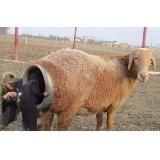 Поцреотизм аннотированный