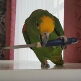 Папуги чат