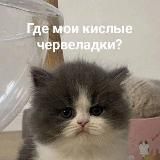 крошки кошки