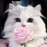 𝘨𝘭𝘰𝘴𝘴𝘺 𝘸𝘣 ˚‧｡⋆:౨ৎ