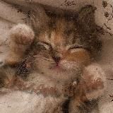 ❄️𝙋𝙊𝙇𝙄 𝘼𝙉𝘿 𝙆𝙄𝙏𝙏𝙀𝙉𝙎❄️