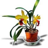 Гидропоника комнатных растений