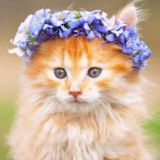 Мурр-Мяяу (Переходник)