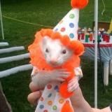 Chrys's Grove of Nonhuman Shenanigans