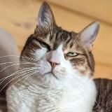 Кот, который смог!