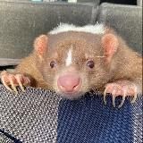 Скунсы ● Skunks 🦨