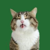 Beer Experience by HNK СhatRoom