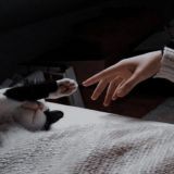 Тут котеки, честно