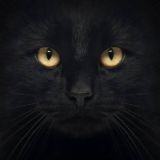 Чёрный кот
