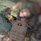 Мертвые укропы - ЧАТ для общения