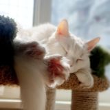 Урсины сны chat
