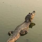 Будни крокодила🐊
