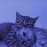 𝗩𝗶𝗥𝘂𝗦 ❘ 𝗚𝗮𝗣