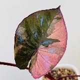 an.plants