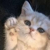 ｡•♡ пуськи ♡•｡