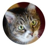 Советник из КГИОП