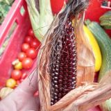 Selbstversorgung aus dem Garten 🌱 Permakultur, Flächenkompost und mehr 🌱