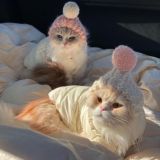 Meme Service Dungeon