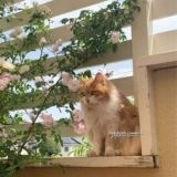 гиф от сони.